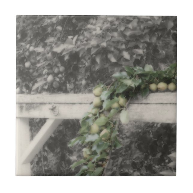 Pears And Hitching Post In Black And White Nature Tile (Front)