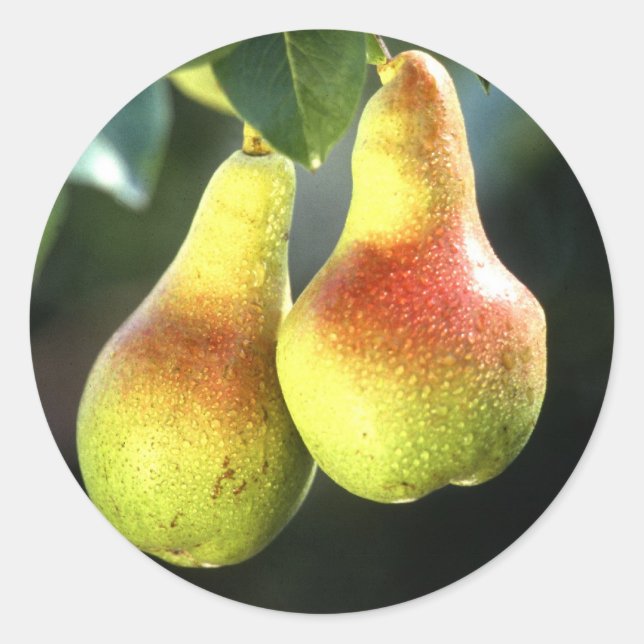 Pears Classic Round Sticker (Front)