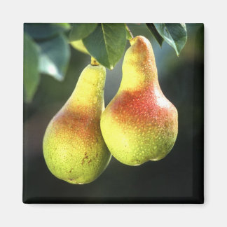 Pears Magnet