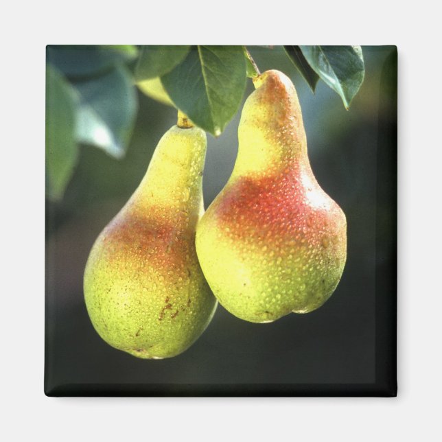 Pears Magnet (Front)