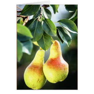 Pears on a Tree Photograph