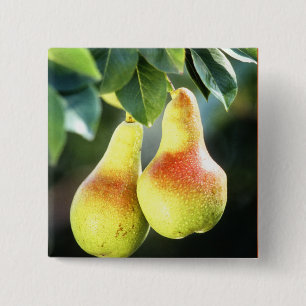 Pears on a Tree Photograph 15 Cm Square Badge