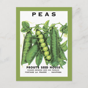 Peas Seed Packet Postcard