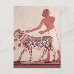 Peasant leading a cow to sacrifice postcard