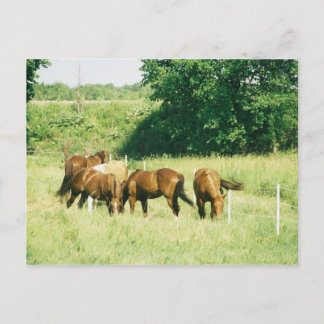 Pebbles, Lady, Sugar,Limited, and Gump Postcard