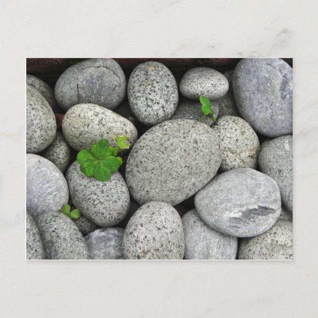 Pebbles Postcard (Front)