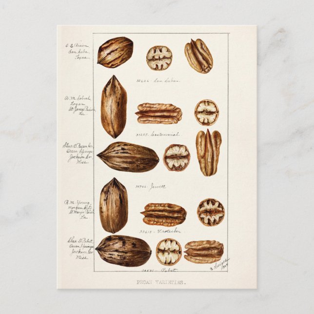 Pecans (Carya Illinoinensis) Watercolor Painting Postcard (Front)
