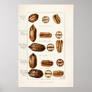 Pecans (Carya Illinoinensis) Watercolor Painting Poster