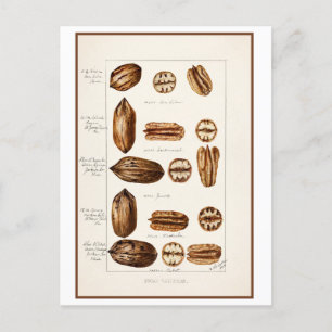 Pecans Vintage Botanical Illustration Postcard