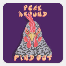 Peck Around Find Out—chicken pecking order