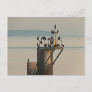 Pecking Order Postcard