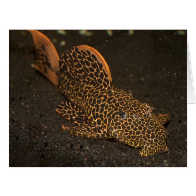 Peckoltia Compta (Front Horizontal)