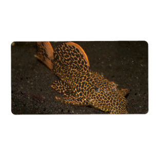 Peckoltia Compta