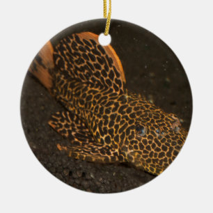 Peckoltia Compta Ceramic Tree Decoration