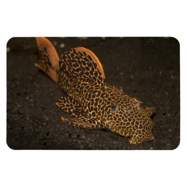 Peckoltia Compta Magnet (Horizontal)