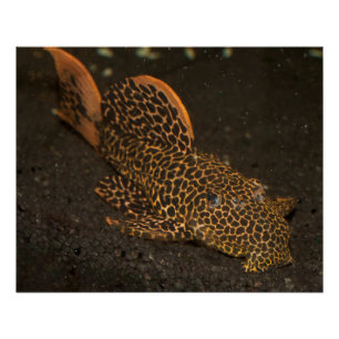 Peckoltia Compta Poster