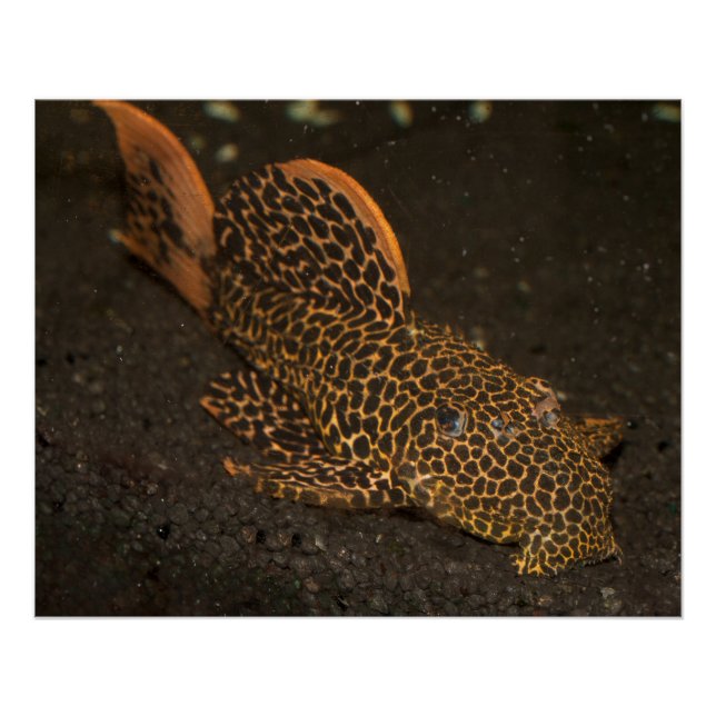 Peckoltia Compta Poster (Front)