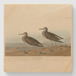 Pectoral Sandpiper from Audubon's Birds of America Stone Coaster