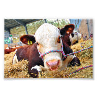Pedigree Hereford Cow Cattle
