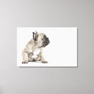 Pedigree puppy canvas print