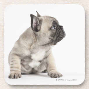 Pedigree puppy coaster