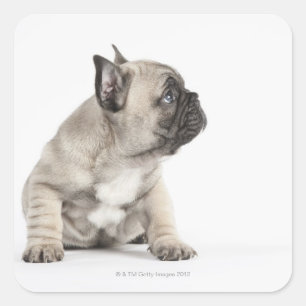 Pedigree puppy square sticker