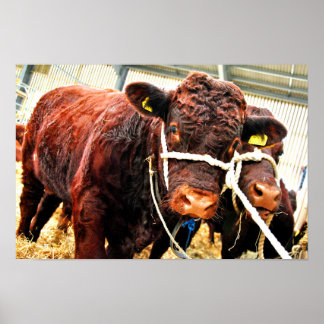 Pedigree Red Ruby Devon Cow Poster