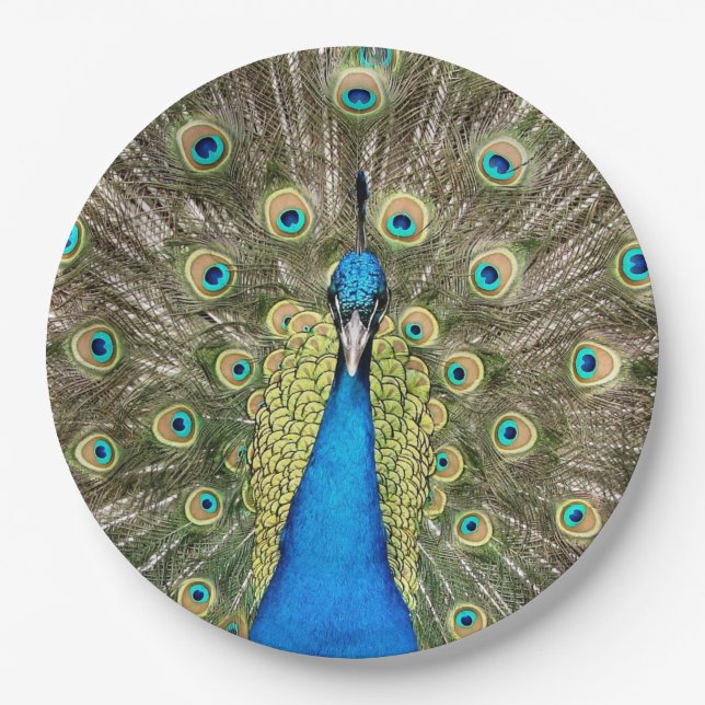Pedro Peacock Feathers Colourful Wild Bird Peafowl Paper Plate (Front)