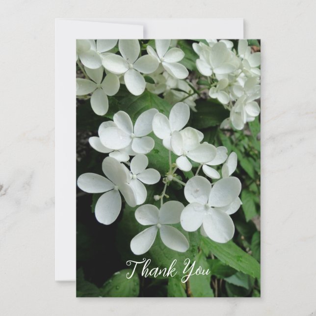 Pee Gee Hydrangea White Flowers Blank Flat Card (Front)