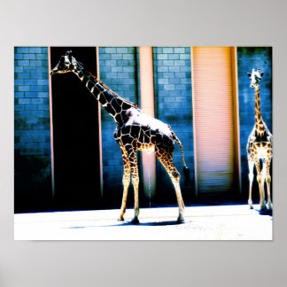 Peeing Giraffe Poster
