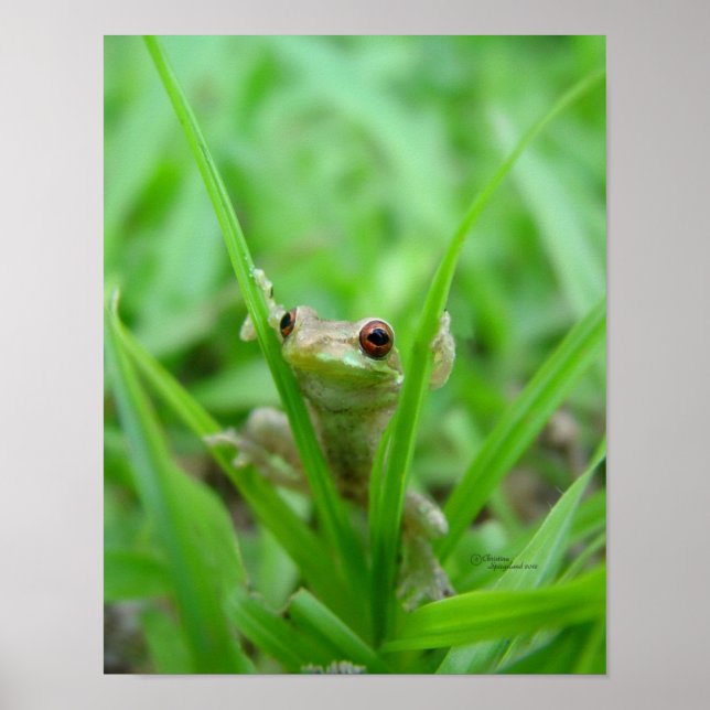 Peek A Boo frog Poster (Front)