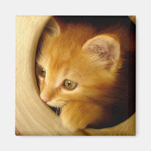 Peek-A-Boo! Kitten - Magnet