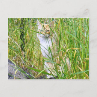 Peek-a-boo kitty postcard