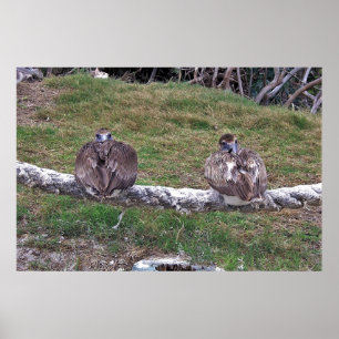 Peek-a-boo Pelicans Poster
