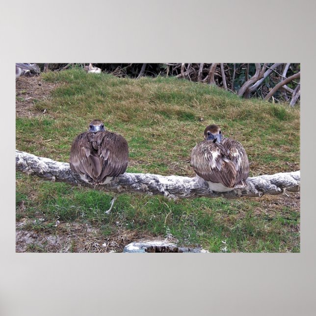 Peek-a-boo Pelicans Poster (Front)