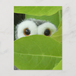 Peek-A-Boo Postcard