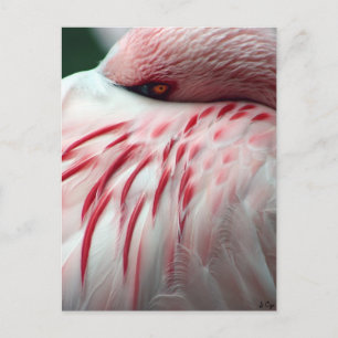 Peek a Boo Postcard