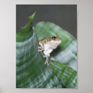 Peek A Boo Poster
