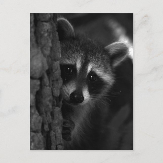 Peek-a-Boo Racoon Postcard (Front)
