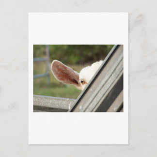 Peek a boo white goat! Cute goat waiting picture Postcard