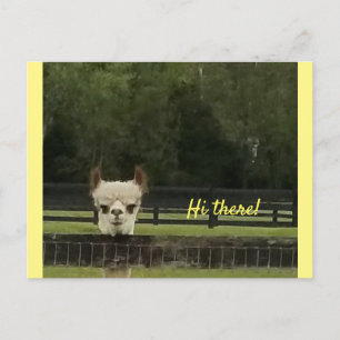 Peekaboo alpaca postcard