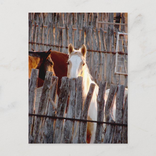 Peekaboo Paint Postcard (Front)