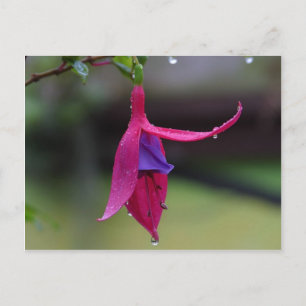 Peekaboo Pink Postcard