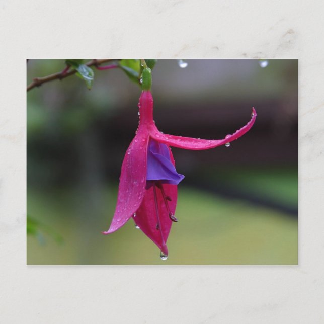 Peekaboo Pink Postcard (Front)