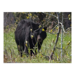 Peeking Bear Photo Print