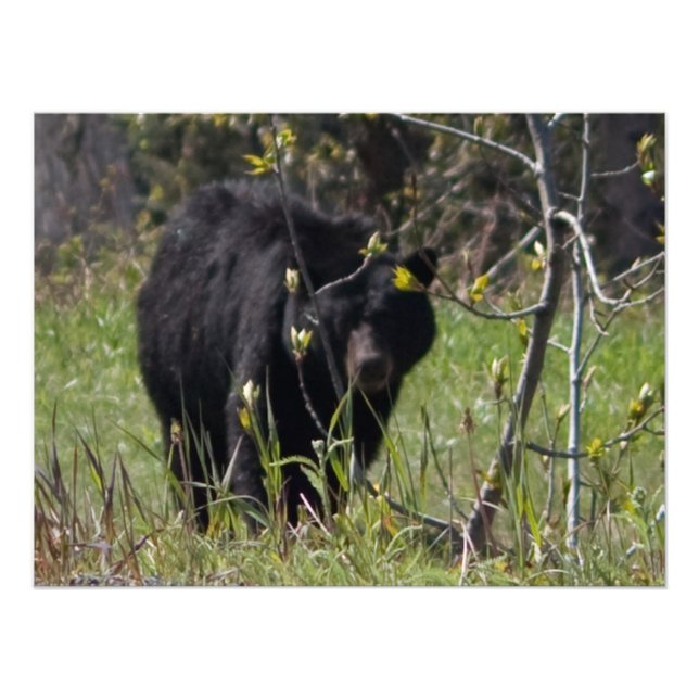 Peeking Bear Photo Print (Front)