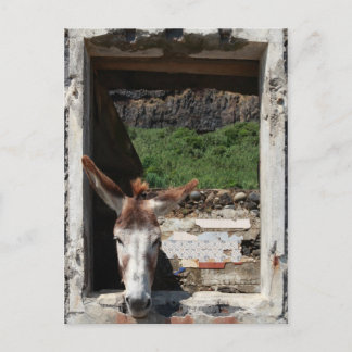 Peeking donkey postcard