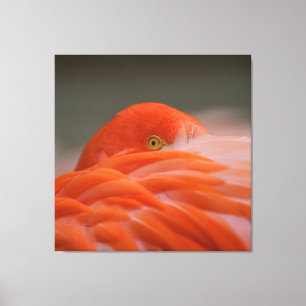 Peeking Flamingo Canvas Print