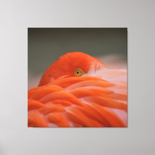 Peeking Flamingo Canvas Print (Front)