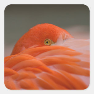 Peeking Flamingo Square Sticker